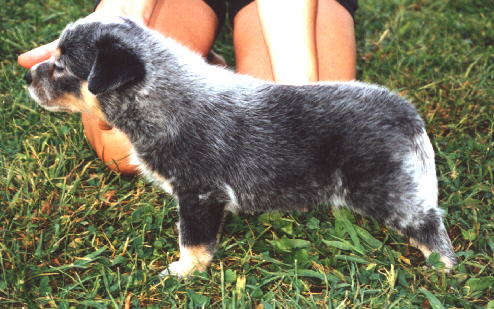 Brairmoor's Easy Rider -AKA- Harley